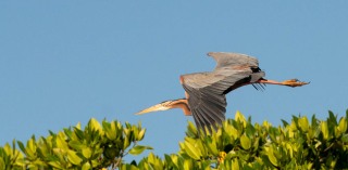 Purpurhejre / Purple Heron