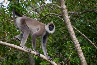 Grå Langur