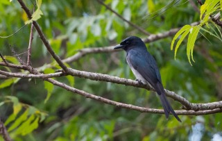 Hvidbuget Drongo