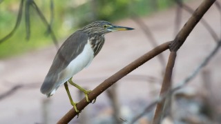 Rishejre / Indian Pond Heron