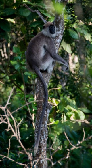 Grå Langur