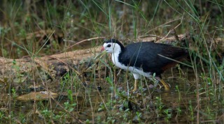 Hvidbrystet Rørhøne /  White-breasted waterhen