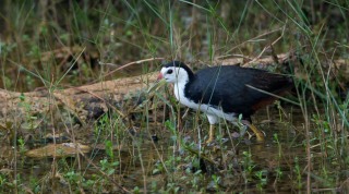 Hvidbrystet Rørhøne /  White-breasted waterhen