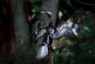 Dværgskarv, Pygmy Cormorant