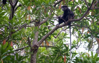 Purple-Faced Langur