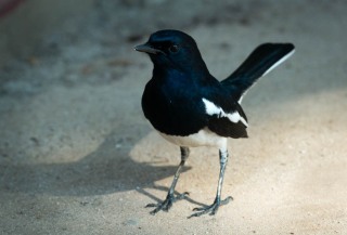 Dayal / Oriental Magpie-robin