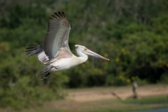 Hvid Pelikan / Great White Pelican