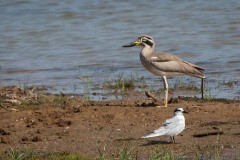 Stor Triel / Great Stone-curlew
