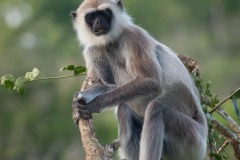 Grå Langur