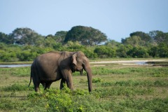 Elefant