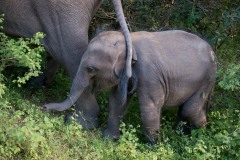 Elefant