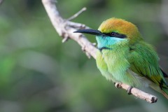 Lille Grøn Biæder / Green Bee-eater