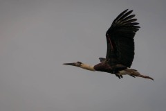 Uldhalssstork / Woolly-necked Stork