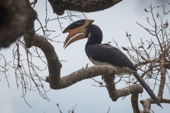 Rajahnæsehornsfugl /  Malabar pied hornbill