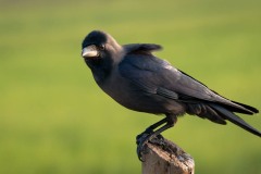 Huskrage / House Crow