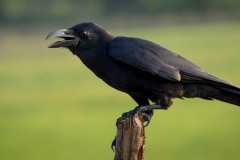 Stornæbbet Krage / Large-billed Crow