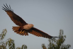 Brahmin Glente /  Brahminy Kite