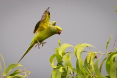 Alexanderparakit / Rose-ringed Parakeet