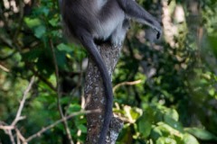 Grå Langur