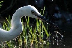 Silkehejre / Little Egret,