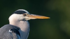 Fiskehejre