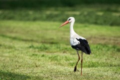 Hvid Stork