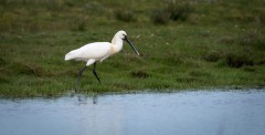 Skestork