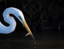 Sølvhejre / Eastern great egret