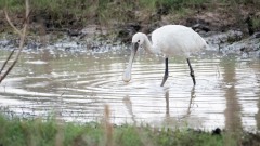 Skestork