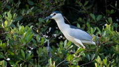 Nathejre / Black-crowned night heron