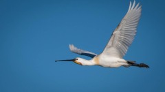 Skestork