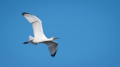 Skestork
