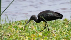 Sort ibis