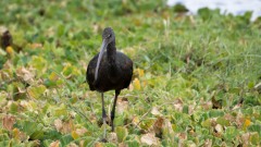 Sort ibis
