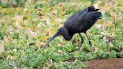 Sort ibis
