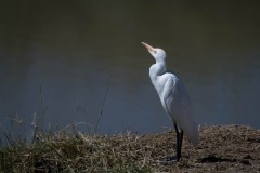 Kohejre / Cattle Egret