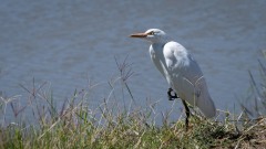Kohejre / Cattle Egret
