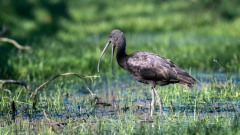 Sort Ibis