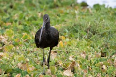 Sort ibis / Glossy Ibis