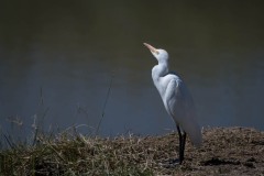 Kohejre / Cattle Egret