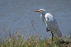 Kohejre / Cattle Egret