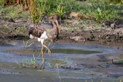 Sort Stork