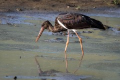 Sort Stork