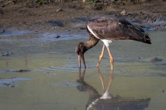 Sort Stork