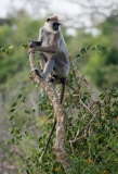 Grå Langur
