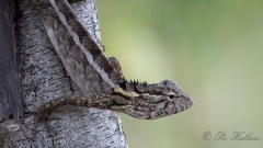 Pragtagam ♀
