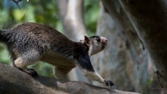 Kæmpe Egern /  Grizzled giant squirrel