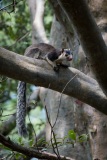 Kæmpe Egern /  Grizzled giant squirrel