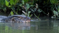 Båndvaran / Asian Water Monitor