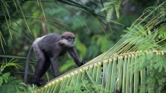 Sri Lanka-Langur / Purple-Faced Langur